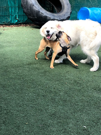 Kerry Dog Training