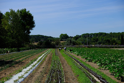 Le Panier des Vences - Seimandi Joel à Ventabren
