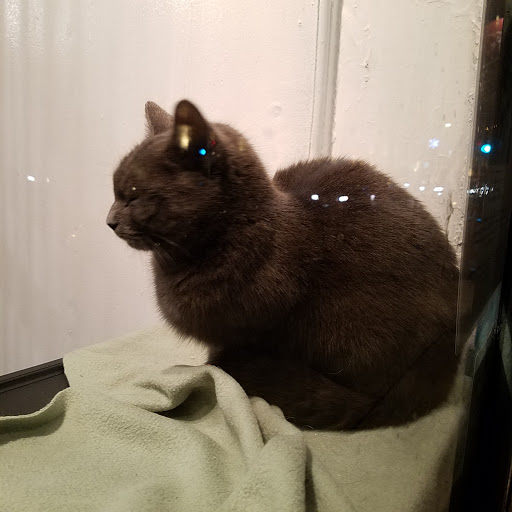 Pet Store «Fairmount Pet Shoppe», reviews and photos, 2024 Fairmount Ave, Philadelphia, PA 19130, USA