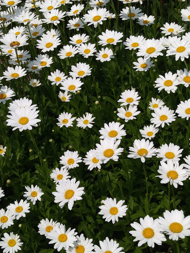 Monument «Pilgrim Monument», reviews and photos, 1 High Pole Hill Rd, Provincetown, MA 02657, USA