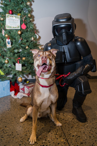 Placer County Animal Services Center image