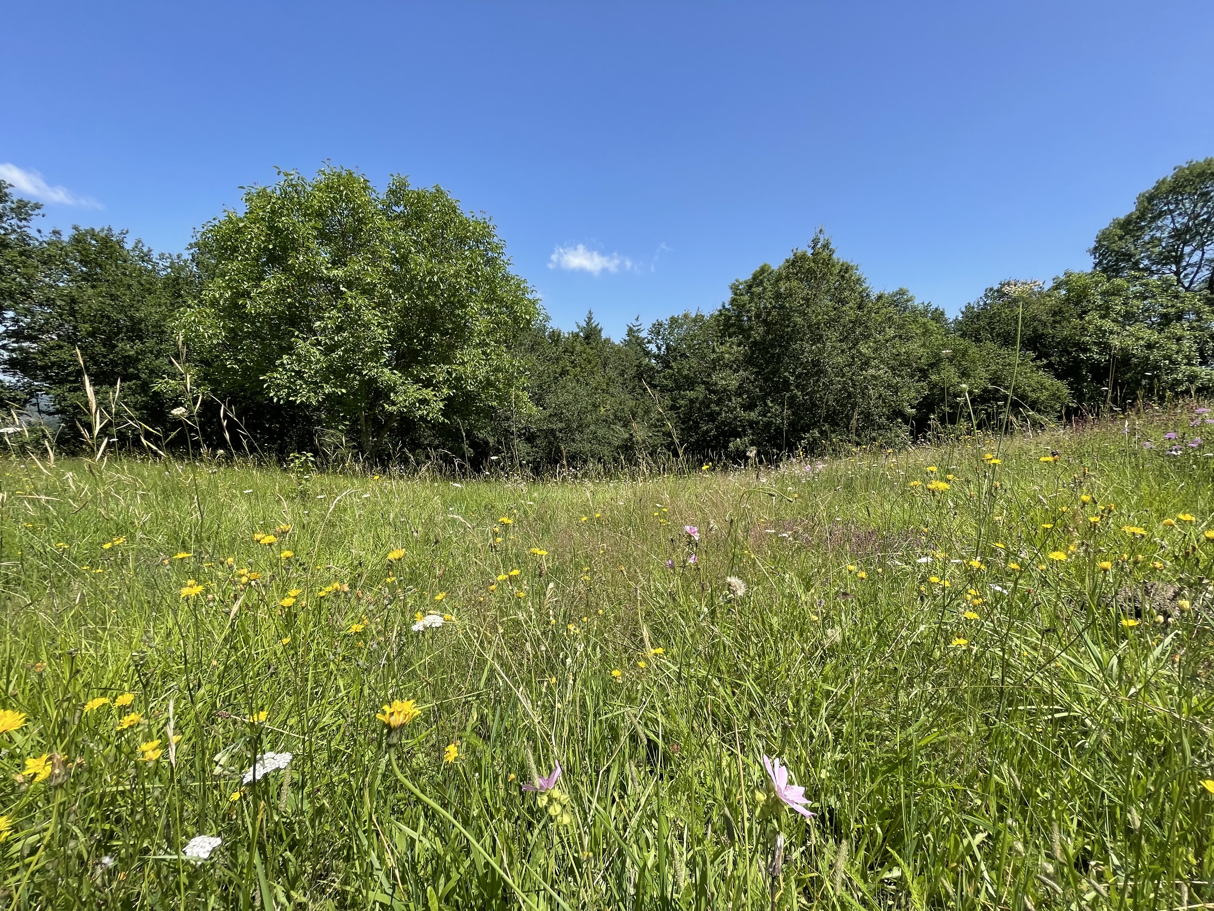 Photo n° 7 de l'avis de Frédéric.i fait le 18/07/2021 à 12:47