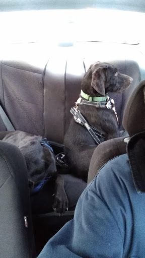 Pet Supply Store «PetSmart», reviews and photos, 3081 S 5600 W, Salt Lake City, UT 84120, USA