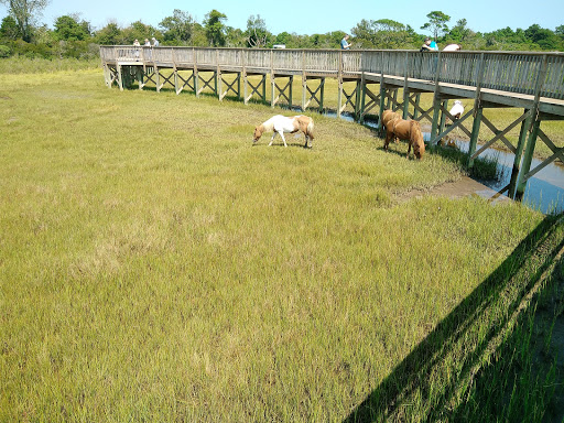National Park «Assateague Island National Seashore», reviews and photos, 7206 National Seashore Ln, Berlin, MD 21811, USA