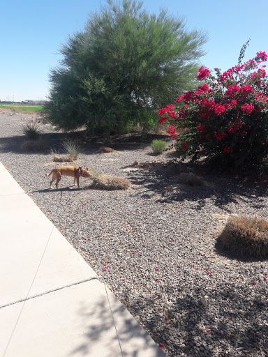 Park «Zanjero Park», reviews and photos, 3785 S Lindsay Rd, Gilbert, AZ 85297, USA