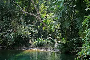 Daintree Rainforest image