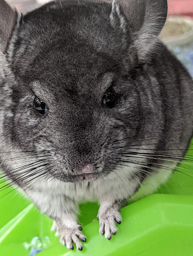 Pet Supply Store «Petco Animal Supplies», reviews and photos, 3012 Bridgepointe Pkwy, San Mateo, CA 94404, USA