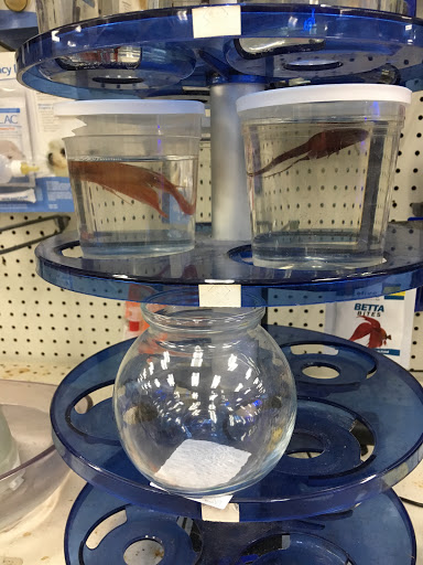 Pet Store «Pet City», reviews and photos, 2119 Collier Pkwy, Land O Lakes, FL 34639, USA