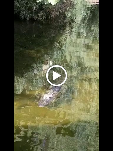 Zoo «Phoenix Zoo», reviews and photos, 455 N Galvin Pkwy, Phoenix, AZ 85008, USA