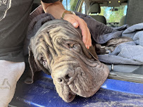 Pet2Vets - Pet Taxi and Pet Shipping - Photo 9 - Car repair in , Glendale