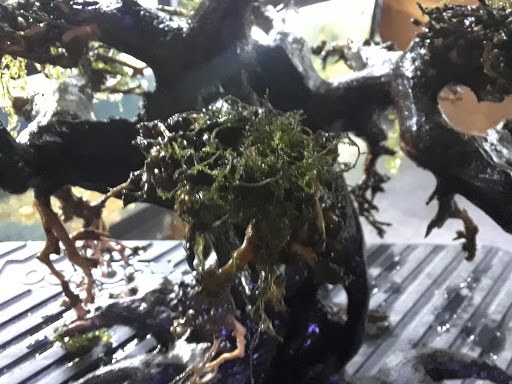 Aquarium Shop «Archer Fish Aquariums», reviews and photos, 514 79th St, Brooklyn, NY 11209, USA