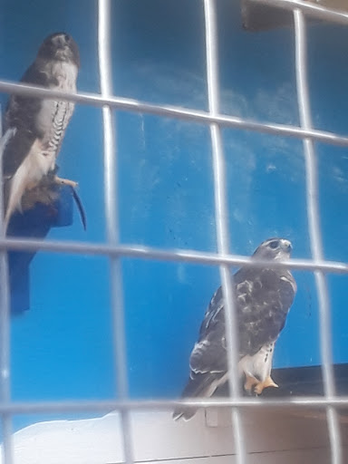 Farm «Wild Hearts Zoo - African Farm and Petting Zoo», reviews and photos, 8079 Salem Rd, Lewisburg, OH 45338, USA