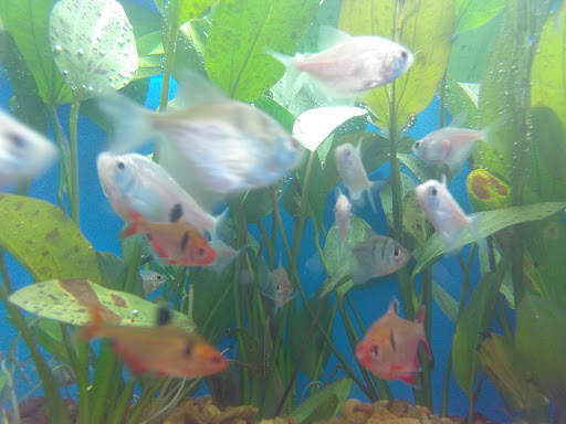 Pet Supply Store «Pet Supermarket», reviews and photos, 1800 W 68th St #140, Hialeah, FL 33014, USA