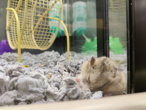 Pet Supply Store «PetSmart», reviews and photos, 700 N Milwaukee Ave, Vernon Hills, IL 60061, USA