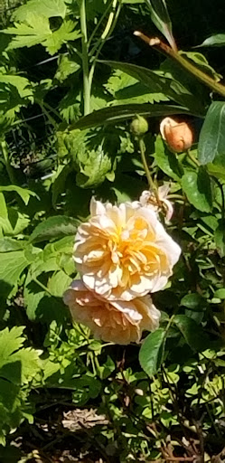 Florist «The Natural Nook Flower Shop», reviews and photos, 738 Pacific Way, Gearhart, OR 97138, USA