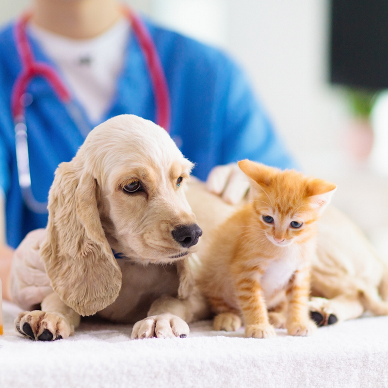 South London Emergency Veterinary Clinic