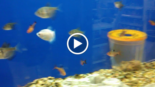 Pet Supply Store «PetSmart», reviews and photos, 12483 Limonite Ave, Mira Loma, CA 91752, USA