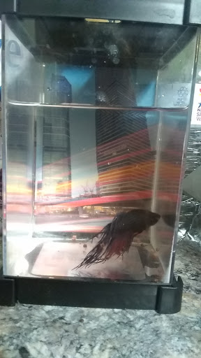 Pet Store «Pets World», reviews and photos, 147 Bridge St, Weymouth, MA 02191, USA