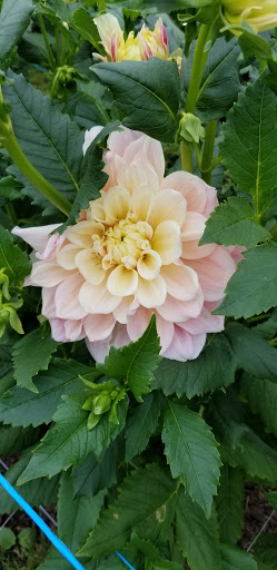 Florist «Pinewood and Posies», reviews and photos, 4547 White Oak Rd, Paradise, PA 17562, USA