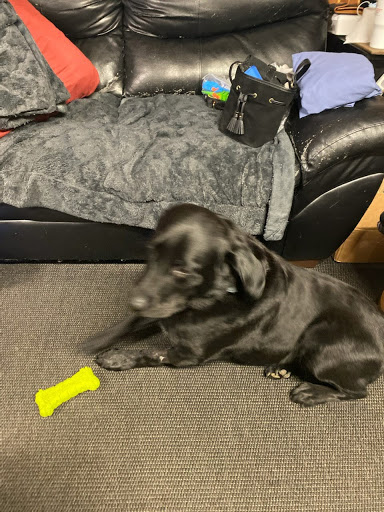 Pet Supply Store «Petco Animal Supplies», reviews and photos, 6720 Fox Centre Pkwy, Gloucester Courthouse, VA 23061, USA