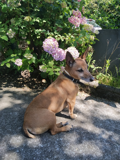 TxakurTxoko peluquería canina - Ermua