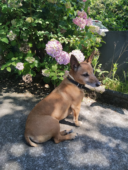 TxakurTxoko peluqueria canina en Ermua
