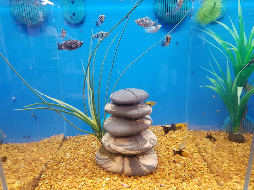 Pet Supply Store «PetSmart», reviews and photos, 3101 Market Center Drive, Morrisville, NC 27560, USA