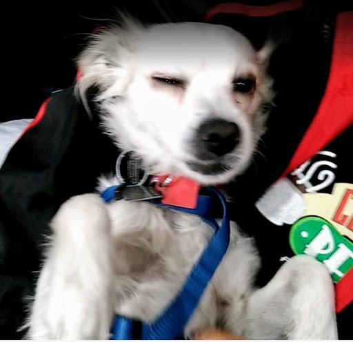 Downey Veterinary Hospital image