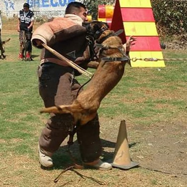 Adiestramiento Canino CASTORENA K-9