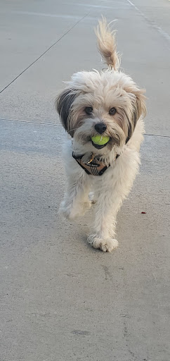 Pet Supply Store «Petco Animal Supplies», reviews and photos, 32391 Camino Capistrano a, San Juan Capistrano, CA 92675, USA