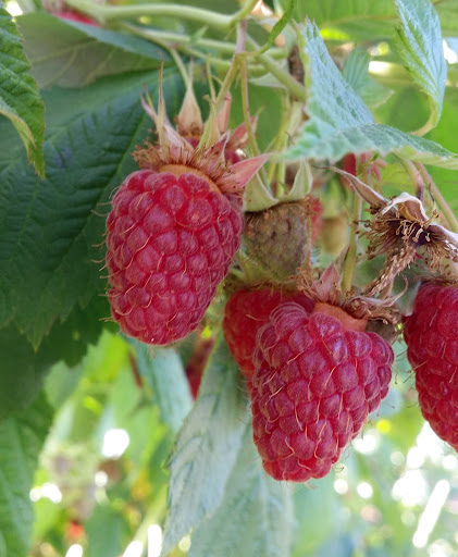 Produce Market «B&P Hitz Fruit Farm (Apples N Produce)», reviews and photos, 14070 Wilco Hwy NE, Woodburn, OR 97071, USA