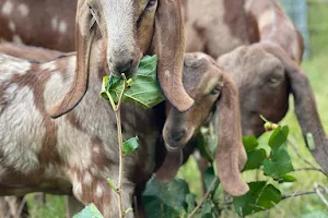 Hackney City Farm image