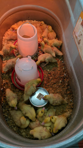 Home Improvement Store «Tractor Supply Co.», reviews and photos, 151 Tower Rd, New Holland, PA 17557, USA