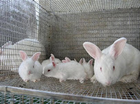 Vargas Cages & Equipments, Mfg. - Photo 6 - Car repair in Trujillo Alto, Puerto Rico, Carolina