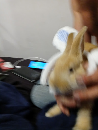 Pet Store «Petland», reviews and photos, 351 Diederich Blvd, Ashland, KY 41101, USA