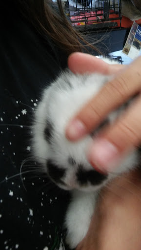 Pet Store «Petland Vineyard - San Antonio», reviews and photos, 1309 North Loop 1604 W #101, San Antonio, TX 78258, USA