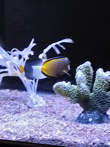 Aquarium «Sea Oddities», reviews and photos, 128 Broad St, Kingsport, TN 37660, USA