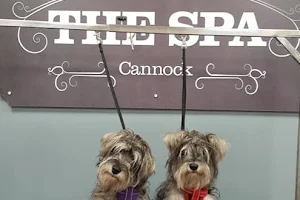 Dog Grooming - The Spa Cannock Pamper & Groom image