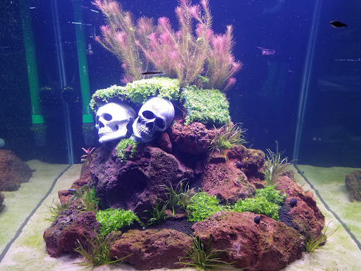 Aquarium «Pacific Aquarium & Plant Inc», reviews and photos, 46 Delancey St #1, New York, NY 10002, USA