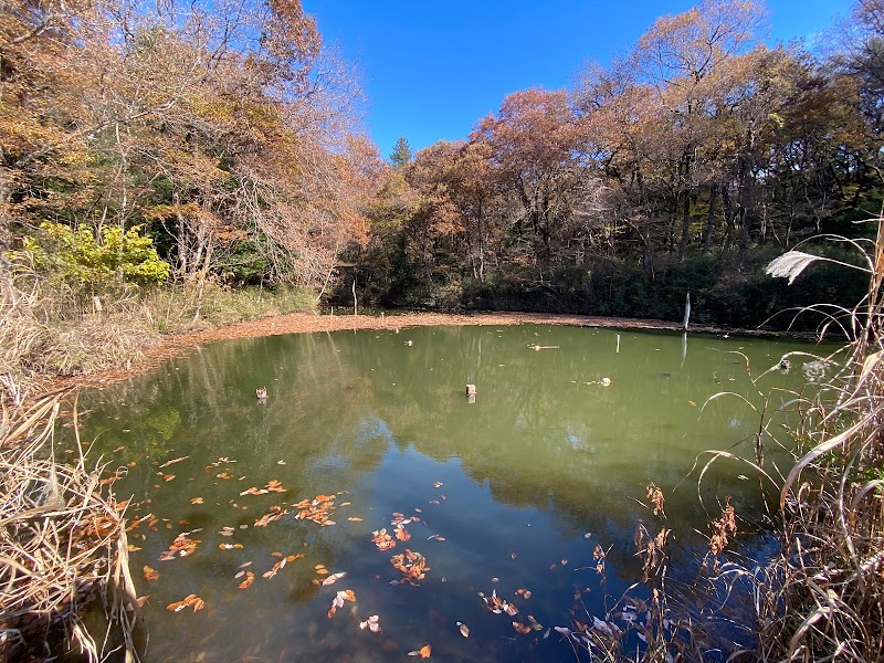 桜沢池