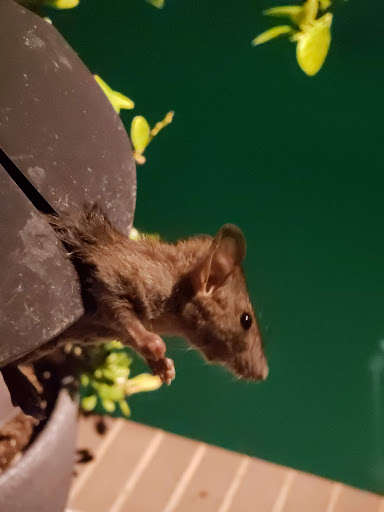 Pet Supply Store «Petco Animal Supplies», reviews and photos, 1301 S California Blvd, Walnut Creek, CA 94596, USA