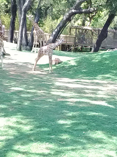 Zoo «Fort Worth Zoo», reviews and photos, 1989 Colonial Pkwy, Fort Worth, TX 76110, USA