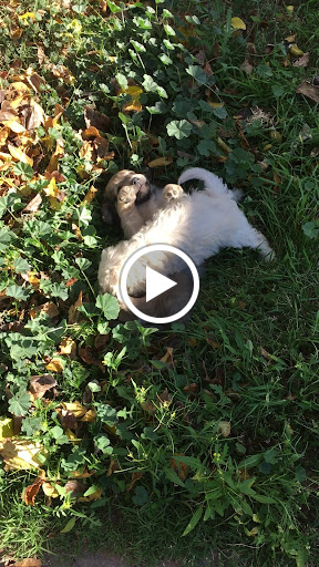 Pet Supply Store «Petco Animal Supplies», reviews and photos, 2784 W Peoria Ave, Phoenix, AZ 85029, USA