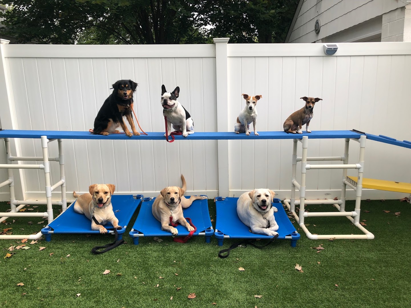 Chesapeake Dog Training, LLC
