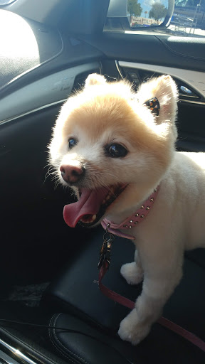 Pet Supply Store «PetSmart», reviews and photos, 2325 S Stemmons Fwy, Lewisville, TX 75067, USA