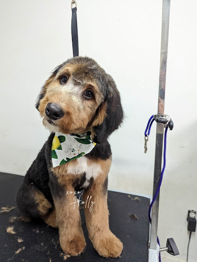 Holly's Pet Shoppe, LLC