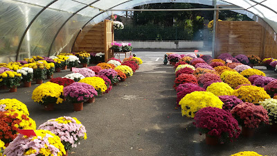 FLEURS LAPUYADE à Jurançon