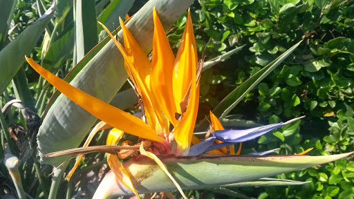 Park «Coachman Park», reviews and photos, 301 Drew St, Clearwater, FL 33755, USA