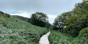 Bog of Frogs Loop