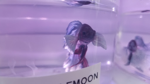 Pet Supply Store «Pet Supermarket», reviews and photos, 3848 Sun City Center Blvd Suite 107, Ruskin, FL 33573, USA